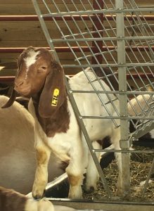 My new favorite baby goats on our neighbors farm.